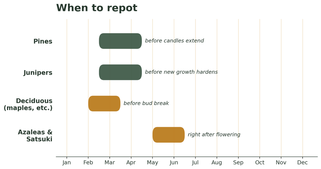 Getting Your Soil Mix Right: A Species-by-Species Guide