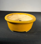 Koyo Yellow Glazed Oval Bonsai Pot 8 x 6.5 x 2