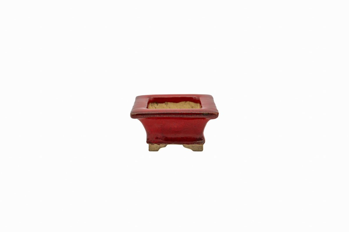 Bushuan Whisper, 3.0x2.5x1.0 inch, Pot #666 – Fukushige’s Petite Rectangle from Japan