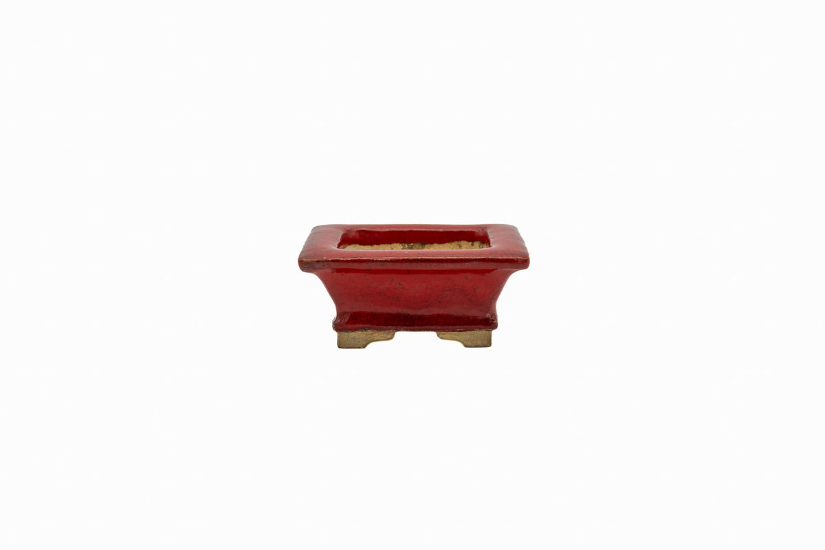 Bushuan Whisper, 3.0x2.5x1.0 inch, Pot #666 – Fukushige’s Petite Rectangle from Japan