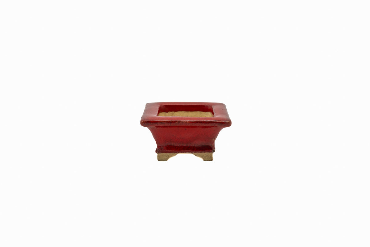 Bushuan Whisper, 3.0x2.5x1.0 inch, Pot #666 – Fukushige’s Petite Rectangle from Japan