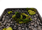 Bonsai Fertilizer baskets (shohin)