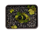 Bonsai Fertilizer baskets (shohin)