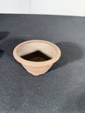 Red tapered mame round, top view