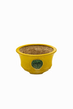 Small Round Yellow Glazed Biko Kiln Japanese Bonsai Pot – Vintage Medallion Chop